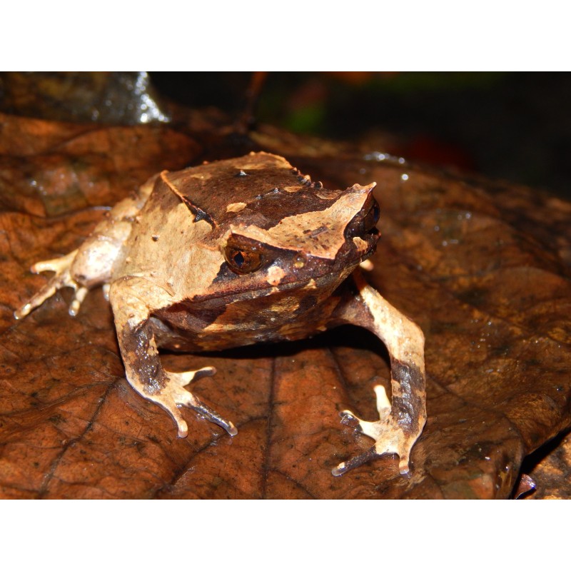 Megophrys montana S-M