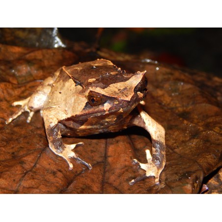 Megophrys montana S-M