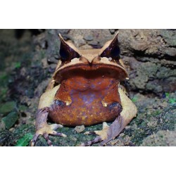 Megophrys nasuta S-M