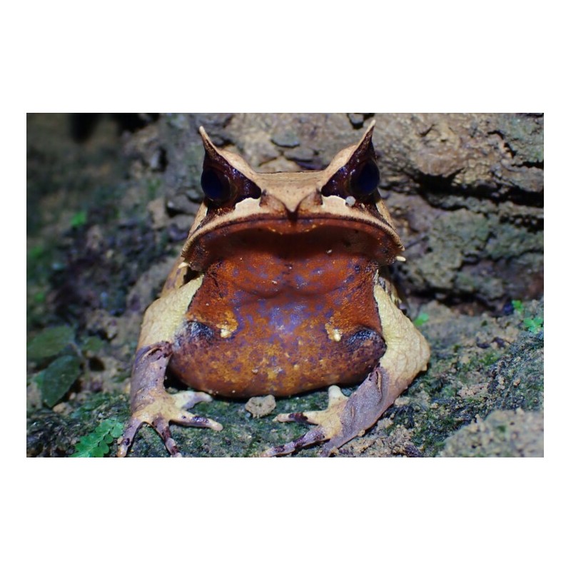 Megophrys nasuta S-M