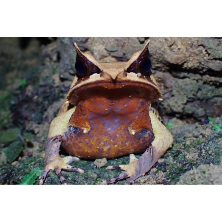 Megophrys nasuta S-M