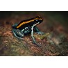 Phyllobates vittatus 1.5 - 2 cm