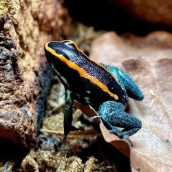 Phyllobates vittatus 1.5 - 2 cm