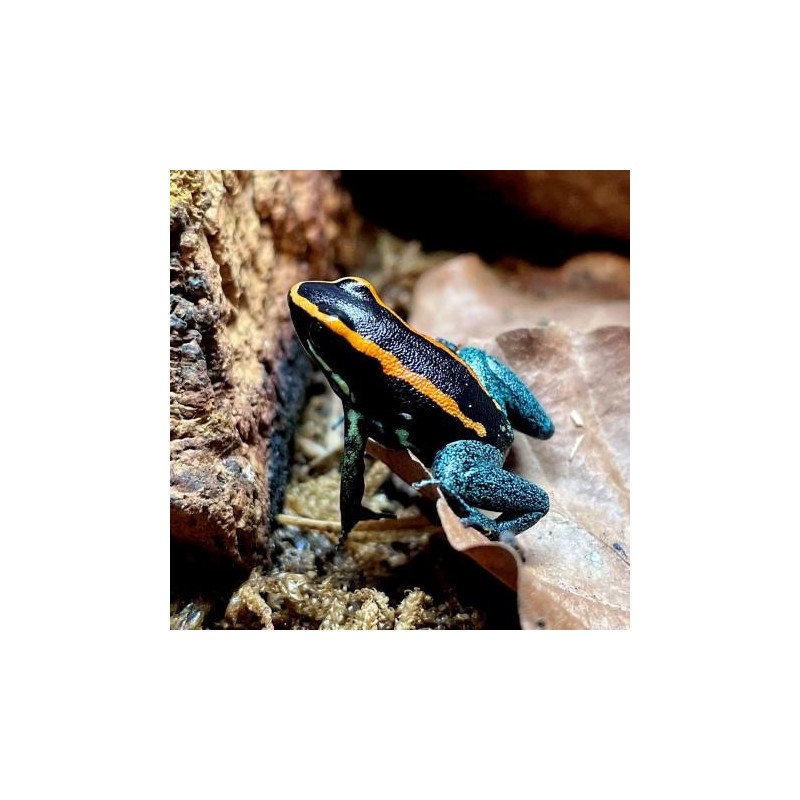 Phyllobates vittatus 1.5 - 2 cm