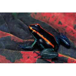 Phyllobates vittatus 1.5 - 2 cm