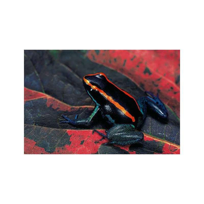 Phyllobates vittatus 1.5 - 2 cm