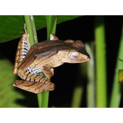 Polypedates otilophus XL