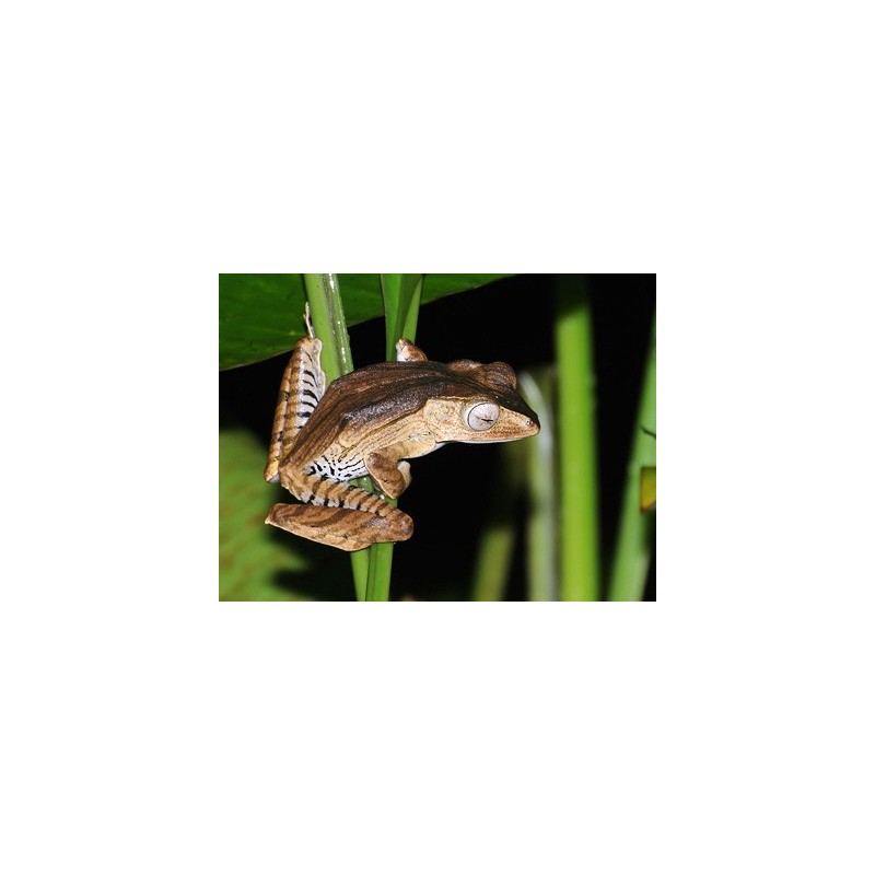 Polypedates otilophus XL