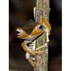 Polypedates otilophus XL