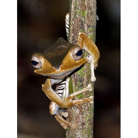 Polypedates otilophus XL