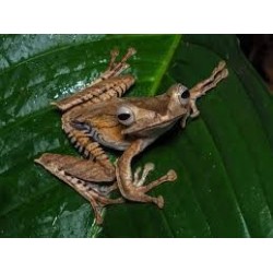 Polypedates otilophus XL