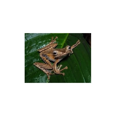 Polypedates otilophus XL