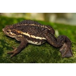 Pseudobufo subasper M
