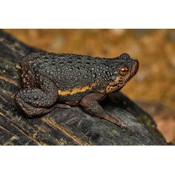 Pseudobufo subasper M