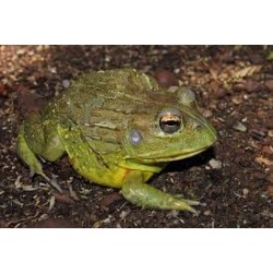 Pyxicephalus adspersus 5-8 cm