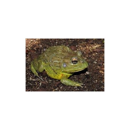 Pyxicephalus adspersus 5-8 cm