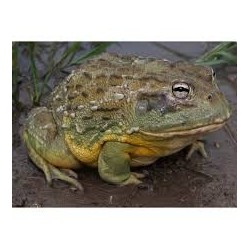 Pyxicephalus adspersus 5-8 cm