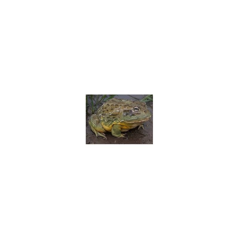Pyxicephalus adspersus 5-8 cm