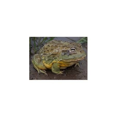 Pyxicephalus adspersus 5-8 cm