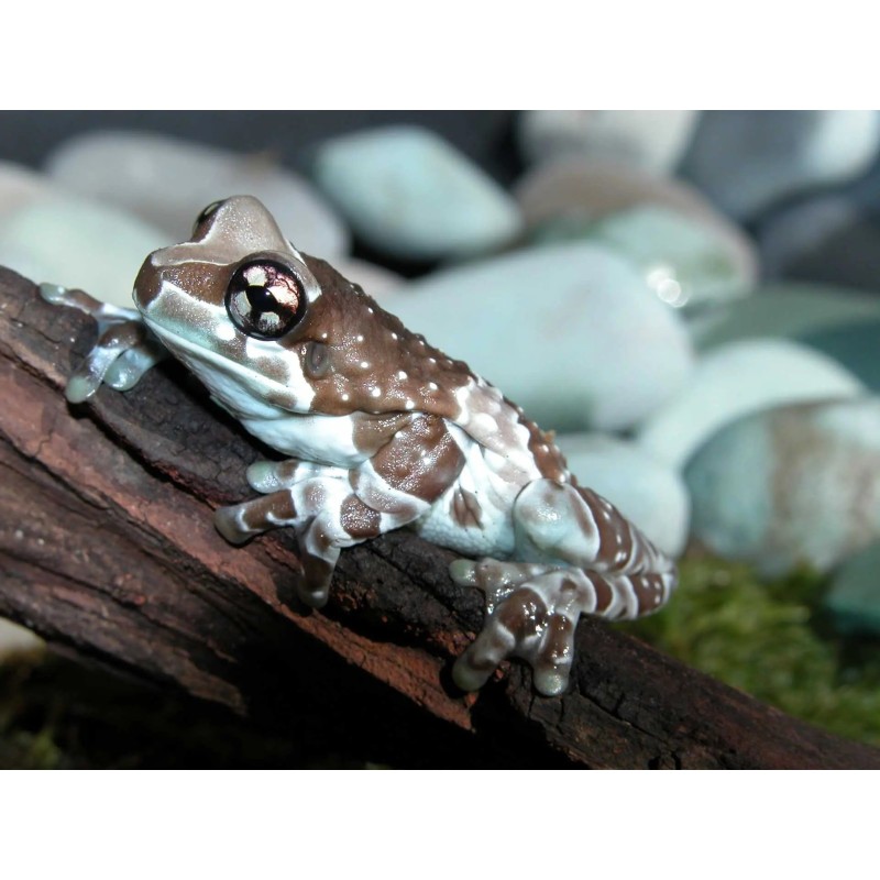 Trachycephalus resinifictrix S