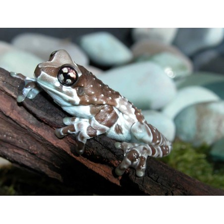 Trachycephalus resinifictrix S