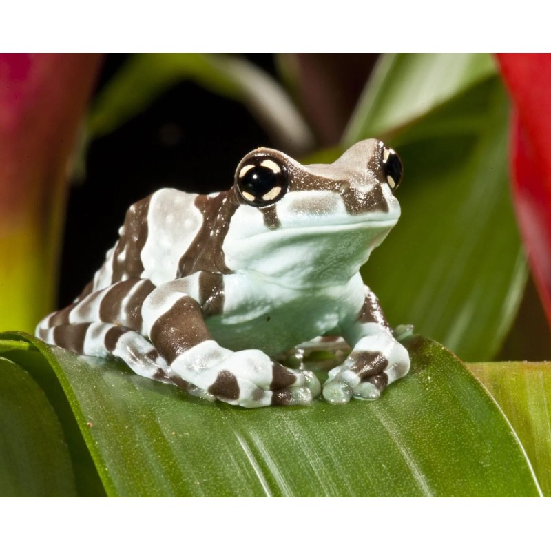 Trachycephalus resinifictrix S