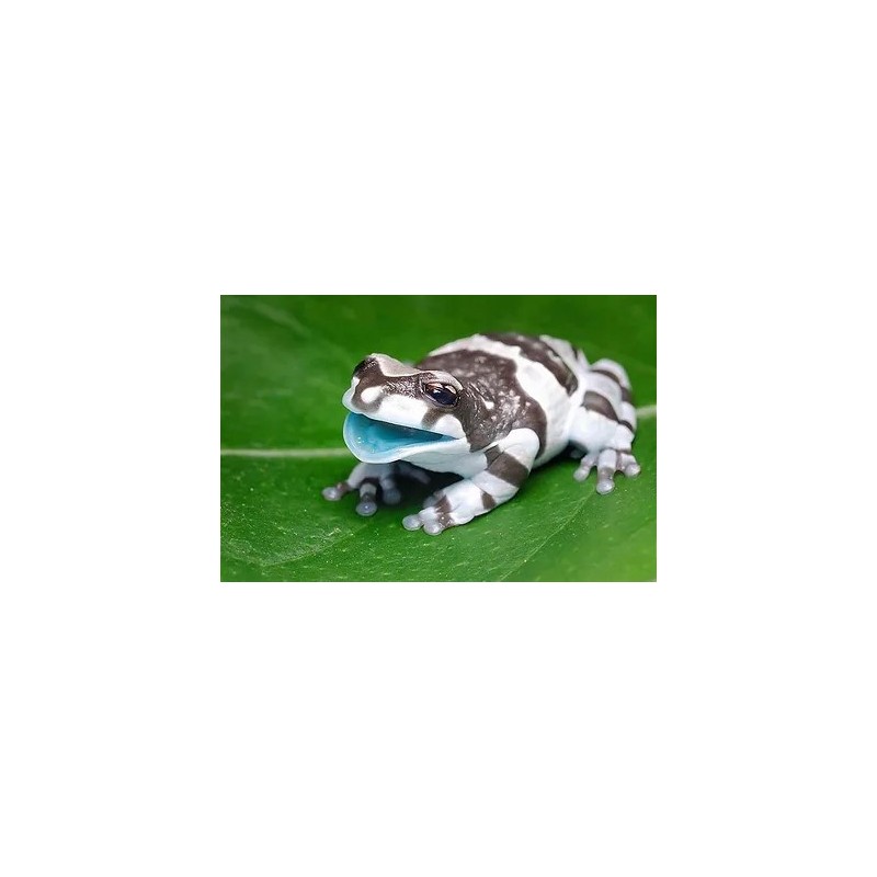 Trachycephalus resinifictrix S