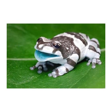 Trachycephalus resinifictrix S