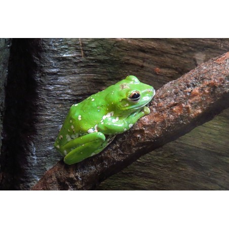 Zhangixalus dennysi M