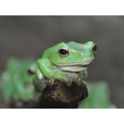 Zhangixalus dennysi M