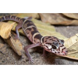 Coleonyx mitratus M-L