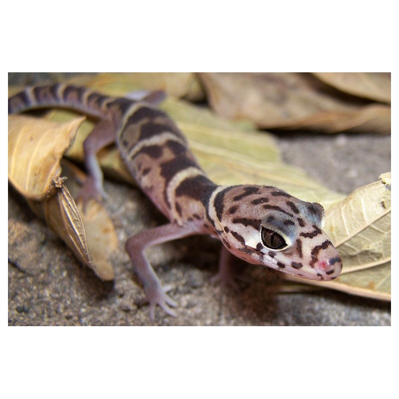 Coleonyx mitratus M-L