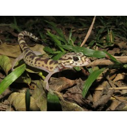 Coleonyx mitratus M-L