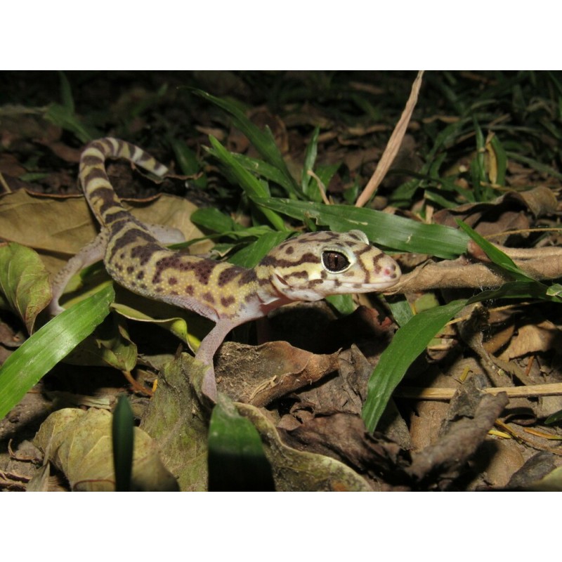 Coleonyx mitratus M-L