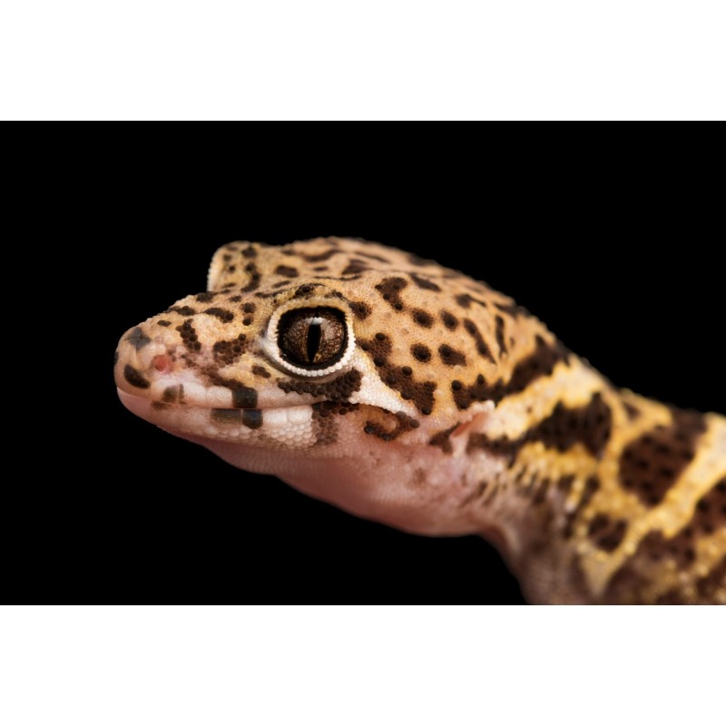Coleonyx mitratus M-L