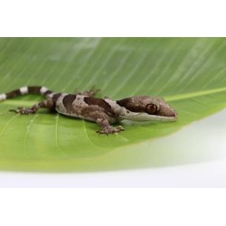 Cyrtodactylus irianjayaensis M-L