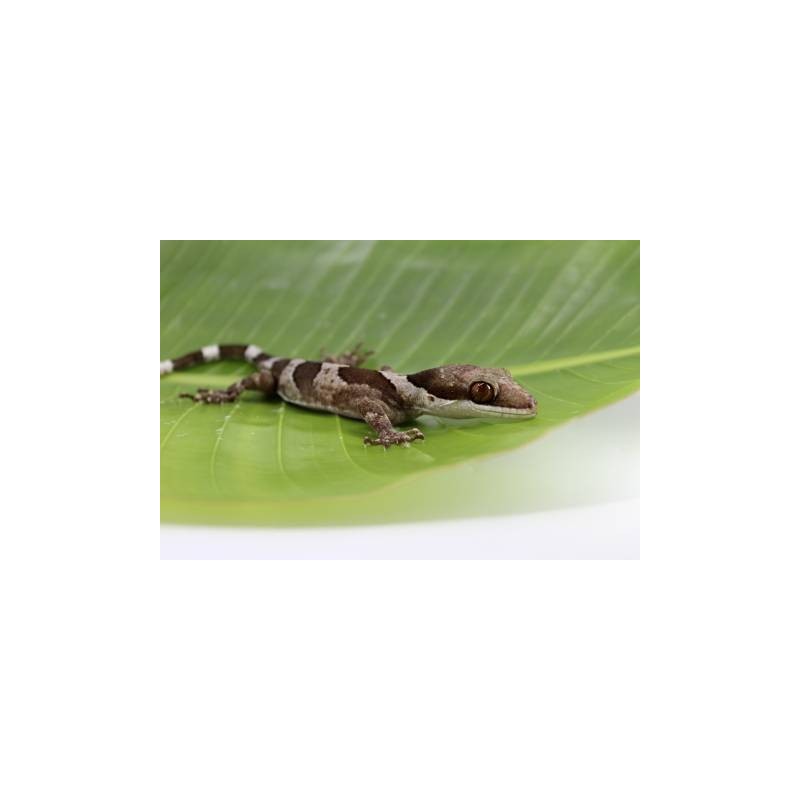 Cyrtodactylus irianjayaensis M-L