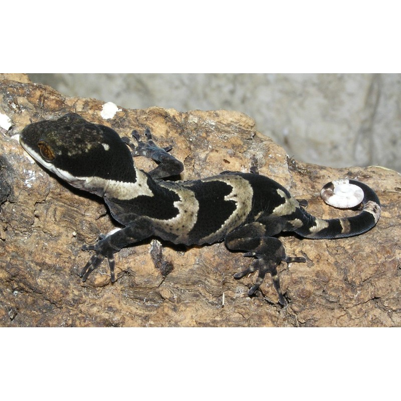 Cyrtodactylus irianjayaensis M-L