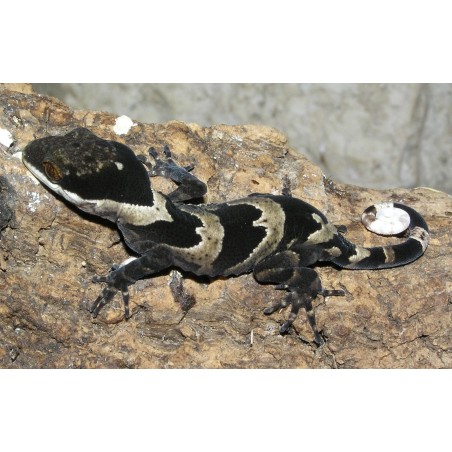 Cyrtodactylus irianjayaensis M-L