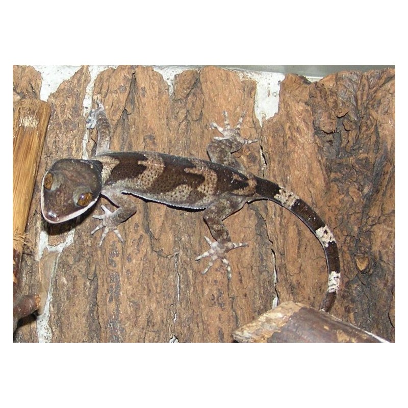 Cyrtodactylus irianjayaensis M-L