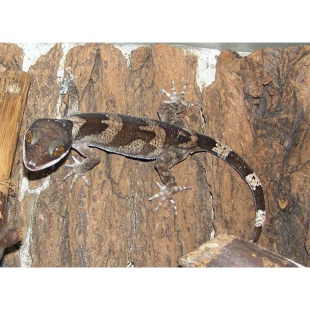 Cyrtodactylus irianjayaensis M-L