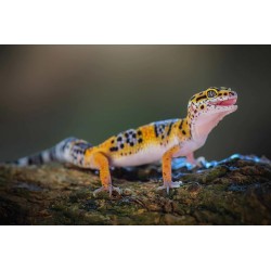 Eublepharis macularius S