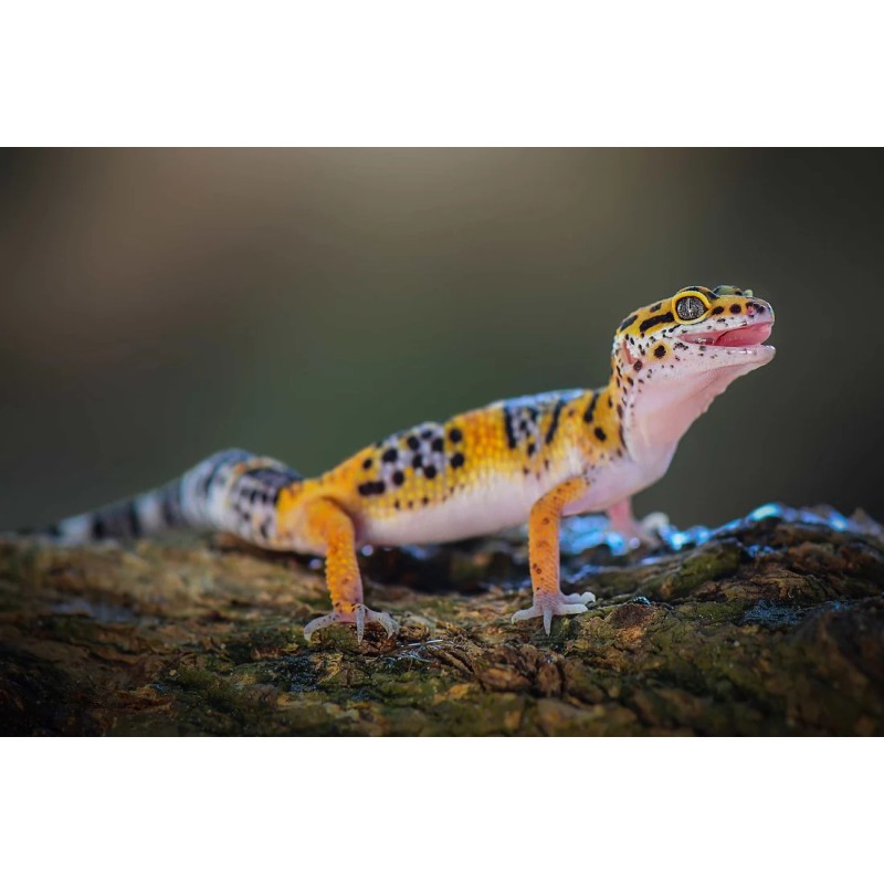 Eublepharis macularius S