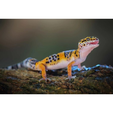 Eublepharis macularius S