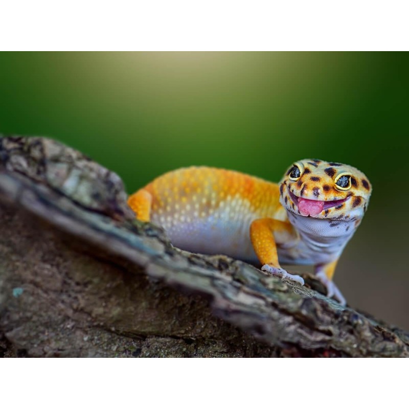 Eublepharis macularius S