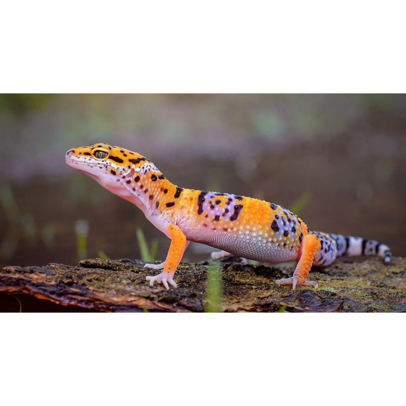 Eublepharis macularius S