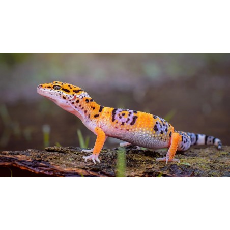 Eublepharis macularius S