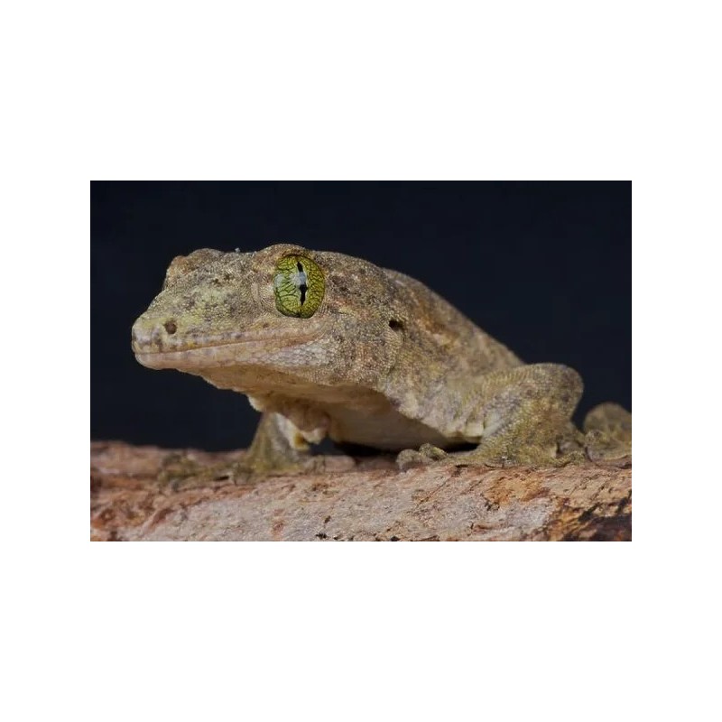Gehyra vorax