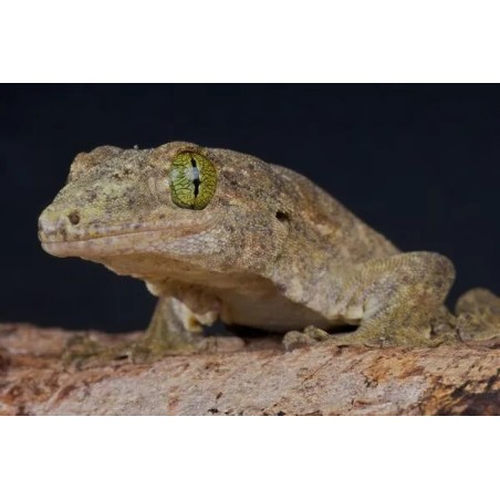 Gehyra vorax
