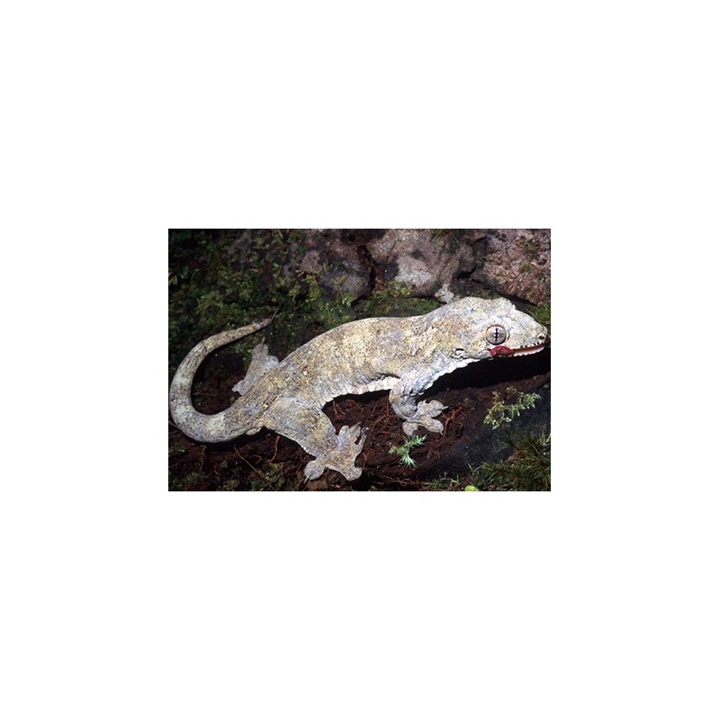 Gehyra vorax